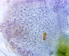 Lamprocystis roseopersicina