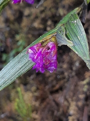 Elleanthus aurantiacus