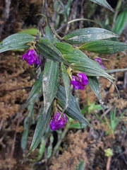 Elleanthus aurantiacus