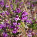 Otay Mesa Mint - Photo (c) u_phantasticus, some rights reserved (CC BY-NC), uploaded by u_phantasticus