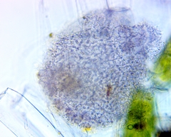 Lamprocystis roseopersicina