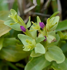 Centaurium japonicum