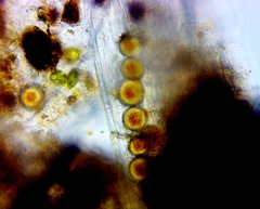 Haematococcaceae