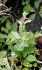 Centaurium japonicum