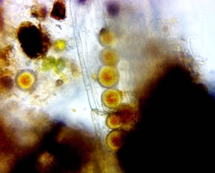 Haematococcaceae