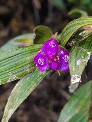 Elleanthus aurantiacus