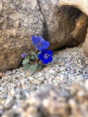 Phacelia nashiana