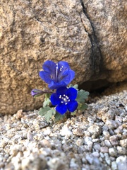Phacelia nashiana