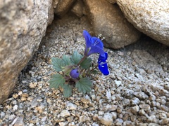 Phacelia nashiana