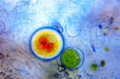 Haematococcaceae