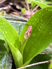 Scoliopus hallii