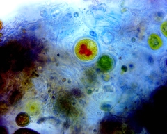 Haematococcaceae