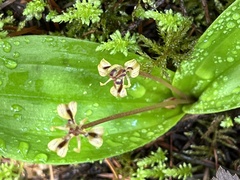 Scoliopus hallii