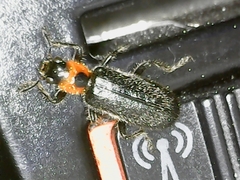 Placopterus thoracicus