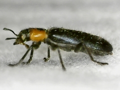 Placopterus thoracicus