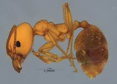Pheidole hyatti