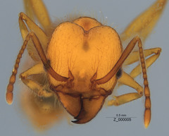 Pheidole hyatti