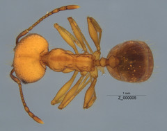 Pheidole hyatti