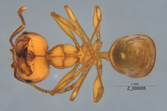 Pheidole hyatti