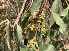 Eucalyptus major