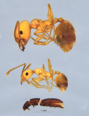 Pheidole hyatti