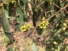Eucalyptus major