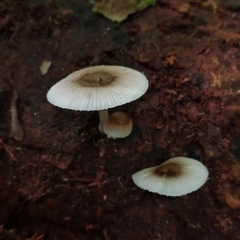 Mycena margarita