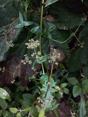 Valeriana pyramidalis