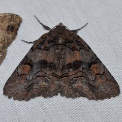 Zale submediana