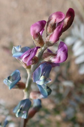 Image of Astragalus palmeri by (c) Madeleine Claire, some rights reserved (CC BY)