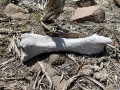 Equus caballus