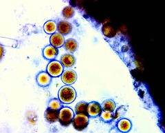 Haematococcaceae