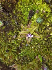 Pinguicula calyptrata