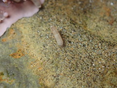 Caecum californicum