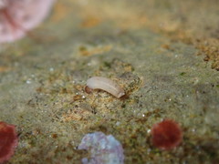Caecum californicum