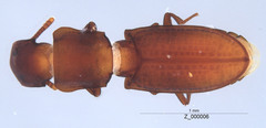 Typhlusechus
