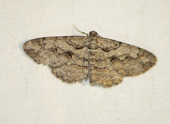 Iridopsis vellivolata