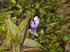 Pinguicula calyptrata