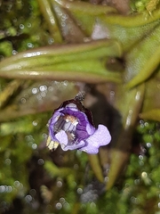 Pinguicula calyptrata
