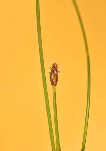 Limestone Spike-Rush (Eleocharis occulta)