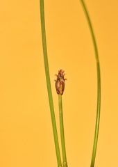 Eleocharis occulta