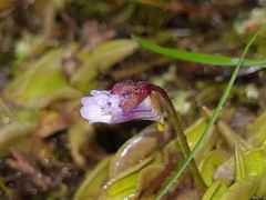 Pinguicula calyptrata