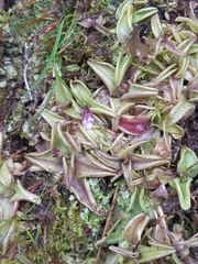 Pinguicula calyptrata