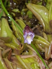 Pinguicula calyptrata