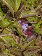 Pinguicula calyptrata