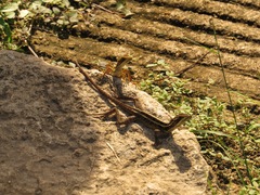 Basiliscus vittatus