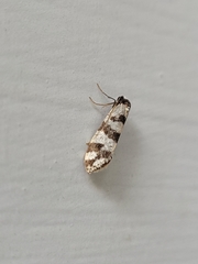 Lepidoscia characota