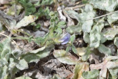 Astragalus nuttallianus trichocarpus