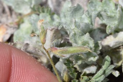 Astragalus nuttallianus trichocarpus