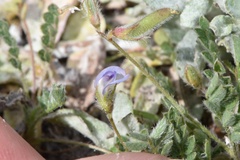 Astragalus nuttallianus trichocarpus